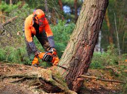 Best Pest Control for Lawns  in Waterville, NY
