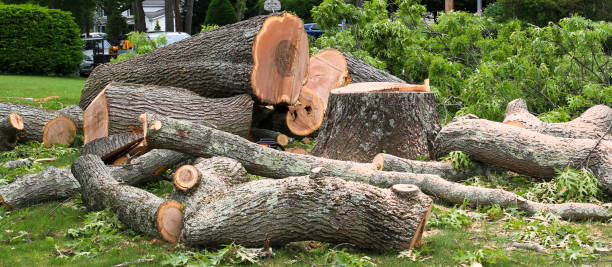 Best Tree Health Inspection  in Waterville, NY