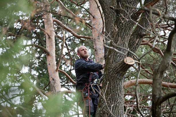 Best Tree Trimming and Pruning  in Waterville, NY