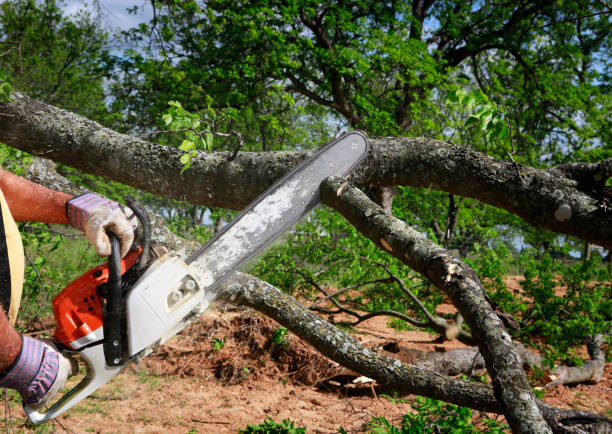 How Our Tree Care Process Works  in  Waterville, NY